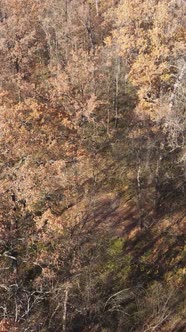 Vertical Video of a Beautiful Forest in the Afternoon Aerial View