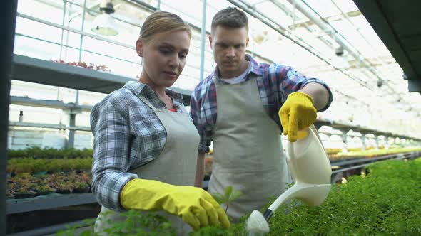 Couple Watering Green Seedlings in Greenhouse Together, Family Farming Business