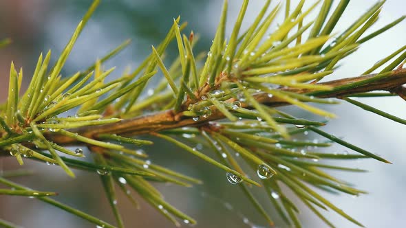 Pine and Rain Drops