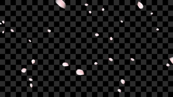 Sakura Petals Falling alt