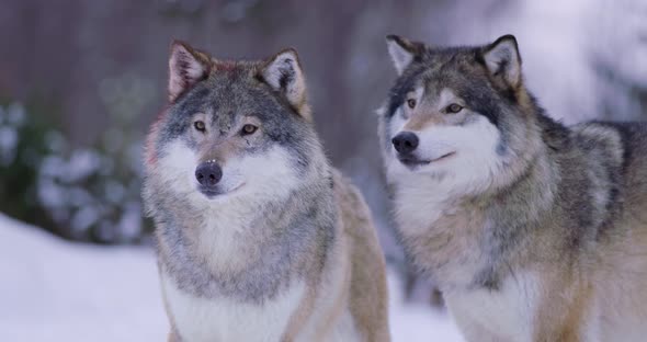 Portrait of Wounded Alpha Standing with Wolf Pack