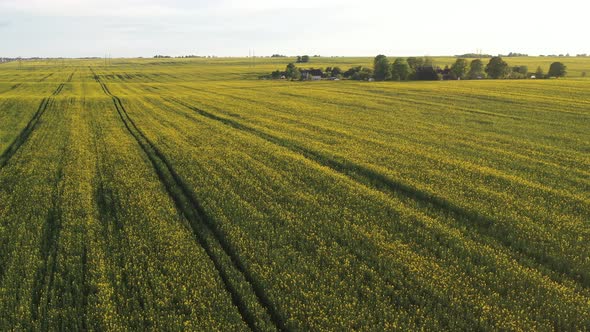 Top View of a Yellow Rapeseed Field After Rain in Belarus an Agricultural Area