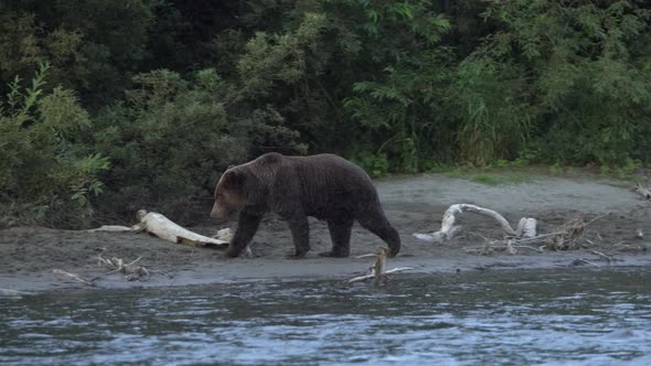 Wild Hungry Brown Bear Walking Along Riverbank, Looking Around in Search of Food - Red Salmon Fish