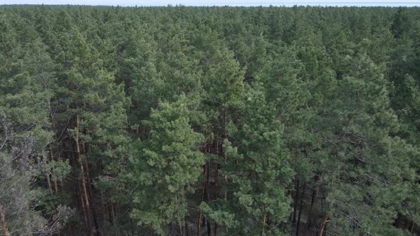 Green Pine Forest By Day Aerial View