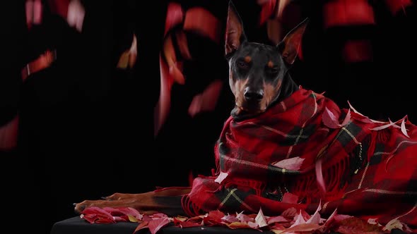 Thoroughbred Doberman Pinscher Lies in a Red Checkered Blanket in the Studio on a Black Background