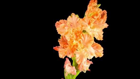 Time lapse of Opening Orange Gladiolus Flower