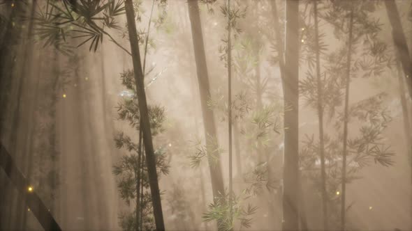 Asian Bamboo Forest with Morning Fog Weather