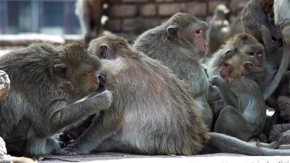 A group of monkey families gathering around an ancient ruin on a hot afternoon in South East Asia tr