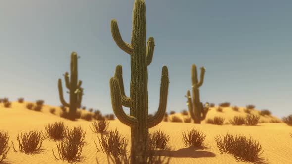 Cactus Blooming Time-Lapse