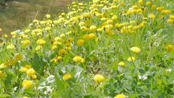 Taraxacum yellow flower field natural background 4K 3840X2160 UHD footage - Lot of yellow dandelion 