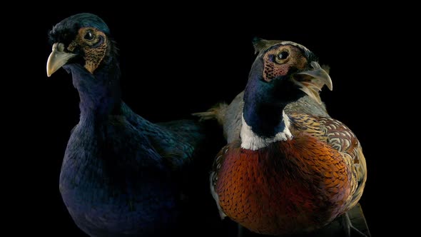 Colorful Pheasants Moving Shot