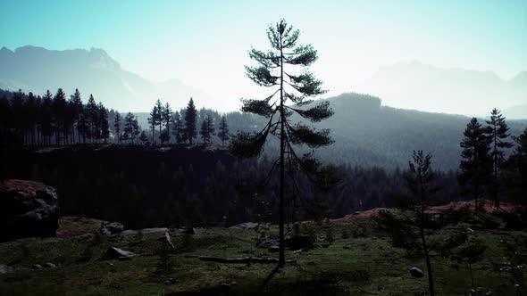 Evergreen Fir Tree and Mountains on a Background on a Sunset After the Rain alt