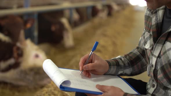 Open fattening and a modern cattle breeding model.