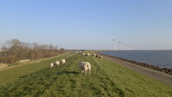 Slowly pullback from Sheep herd on Grass field near lake in Holland