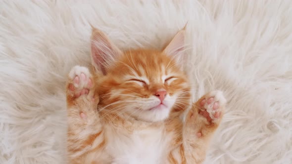 Cute Ginger Kitten Sleeping on a Fur White Blanket