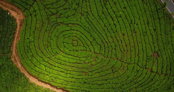 Green Tea plantation in highlands of India in Munnar hills as a rural job for labor women workers ha