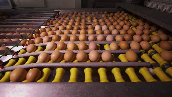 Chicken Egg Moves on the Conveyor at the Poultry Farm