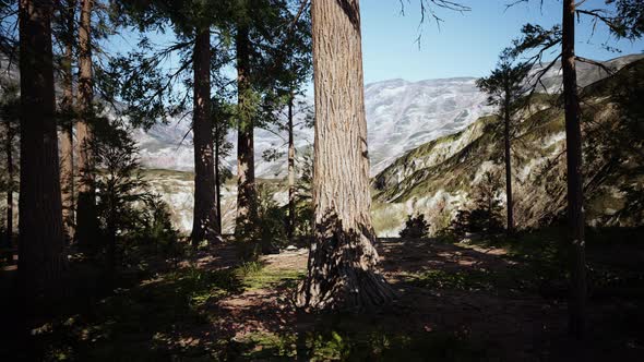 Sequoia Tree in Yosemite National Park