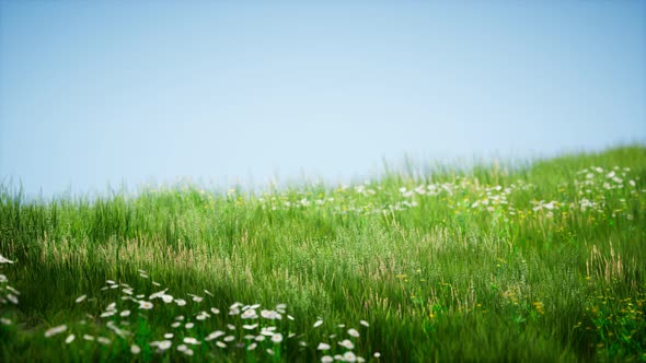 Field of Green Fresh Grass Under Blue Sky