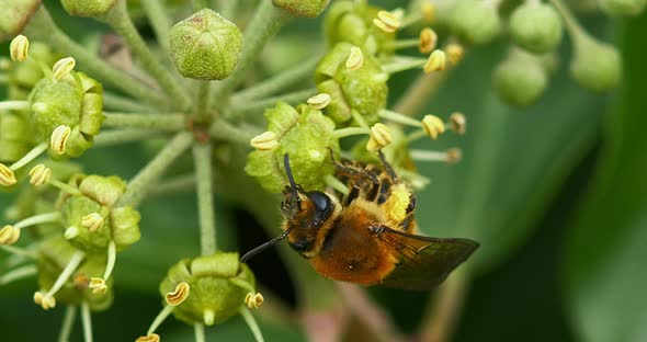 European Honey Bee, apis mellifera, Adult gathering pollen on Ivy's Flower, hedera helix, Normandy