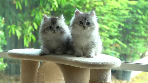 Two Persian Kittens Sitting On Cat Tower