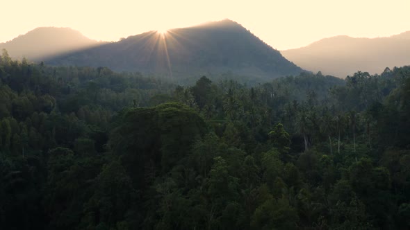 Dawn over a rainforest
