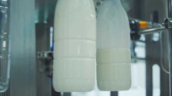 Bottles filling with milk by mechanical machine