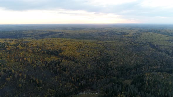 Bird's eye view of forest at evening sunset