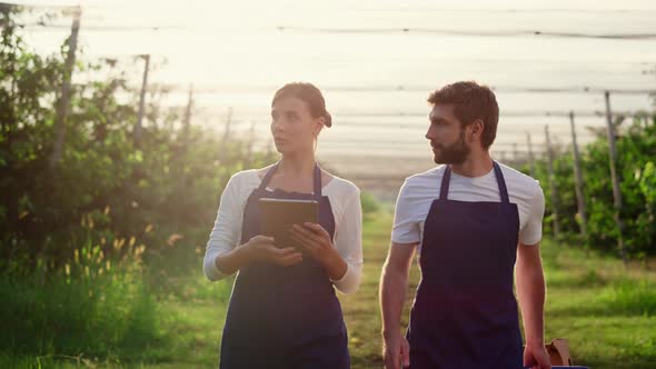 Two Agronoms Check Harvest Using Tablet Researching Natural Produce in Orchard