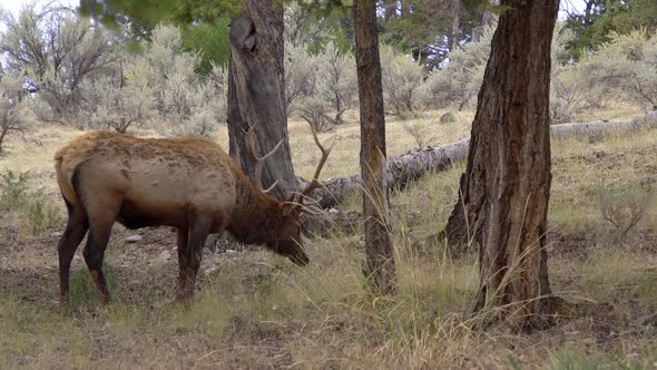 Bull Elk grazing in forest