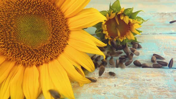 Sunflower disc on blue vintage wooden table top and falling sunflower seeds on it. Slow motion.