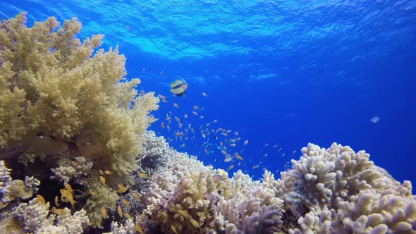 Tropical Reef Underwater Life