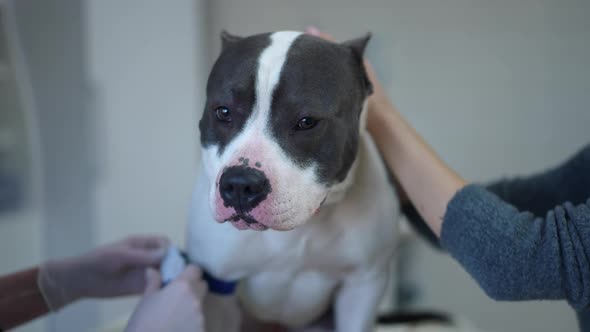 Closeup Portrait of Worried Dog in Veterinary Clinic with Veterinarian and Owner Preparing Pet for