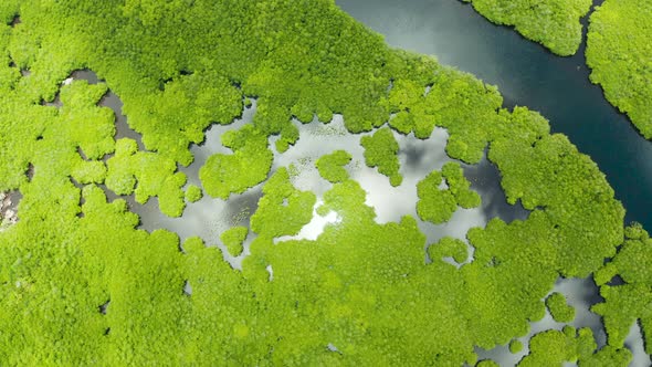 Aerial View of Mangrove Forest and River