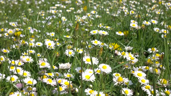 Daisies Bloom on Field on Summer Day in Green Grass