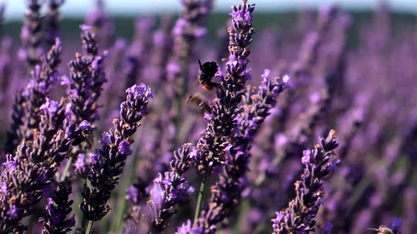 Lavender Flowers with Bees Close Up