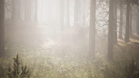 Sunbeams in Natural Spruce Forest