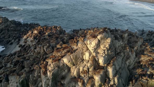 Flying Over Colony Of South American Sea Lion At Cobquecura Piedra De La Loberia Shrine In Chile. Ae