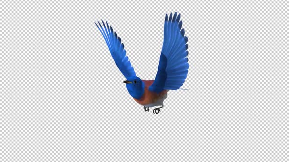 Western Bluebird - Flying Loop - Side Angle - Alpha Channel alt
