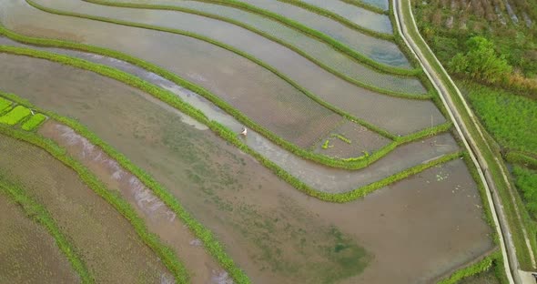 Farmer working on flooded Rice Field in Central Java,Indonesia during sunlight - Top view aerial