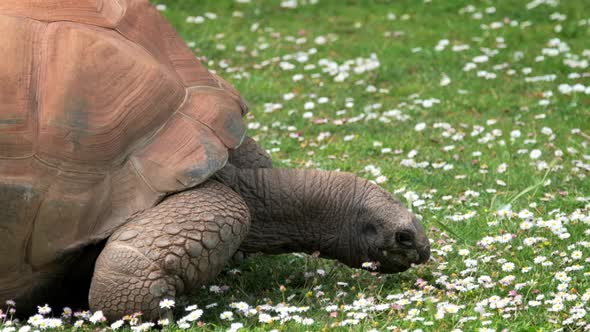 Aldabra Giant Tortoise Eating