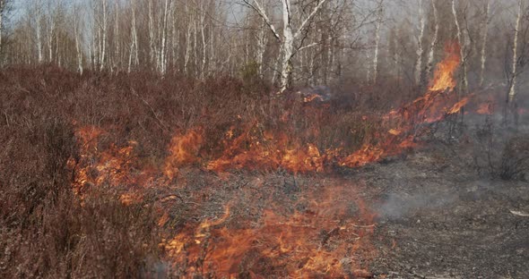 Dry Grass Burns In The Forest