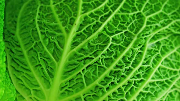 Green Cabbage Rotates Close Up