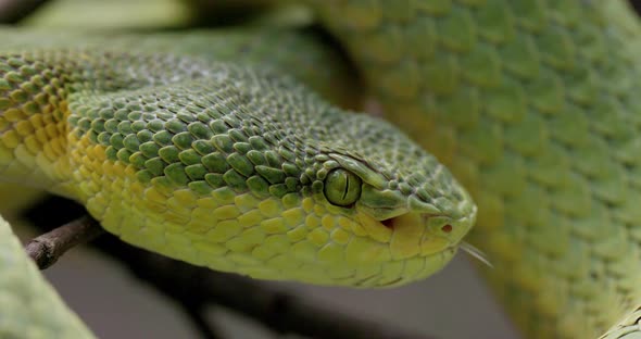 Macro Shot Of Bamboo Pit Viper Resting On Tree Branch