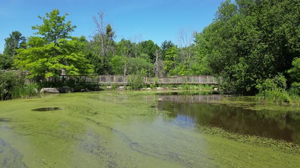 Polluted pond with green algae in dirty water and walking bridge