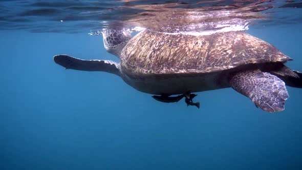 Close Up of Huge Female Old Big Sea Turtle Swimming in Deep Blue Ocean Among Coral Reef Ascends to