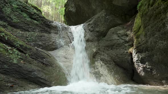 Natural Stream in a Forest with Green Trees