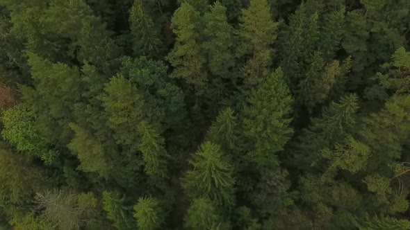 Nature Forest Stock Footage