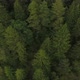 Nature Forest Stock Footage - VideoHive Item for Sale