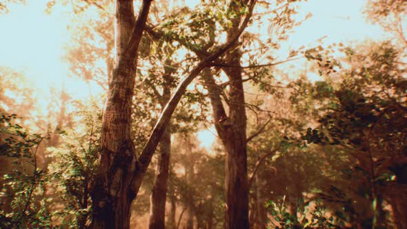 Rays of Sunlight in a Misty Forest in Autumn alt